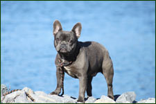 GREEN WOODS FRENCH BULLDOGS